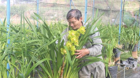 Trong hoa công nghe cao thu tiền tỷ